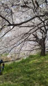 Isanuma Park Cherry Blossom Festival