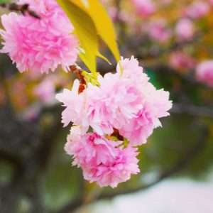 Yaezakura double cherry blossoms at Omiya Hana no Oka