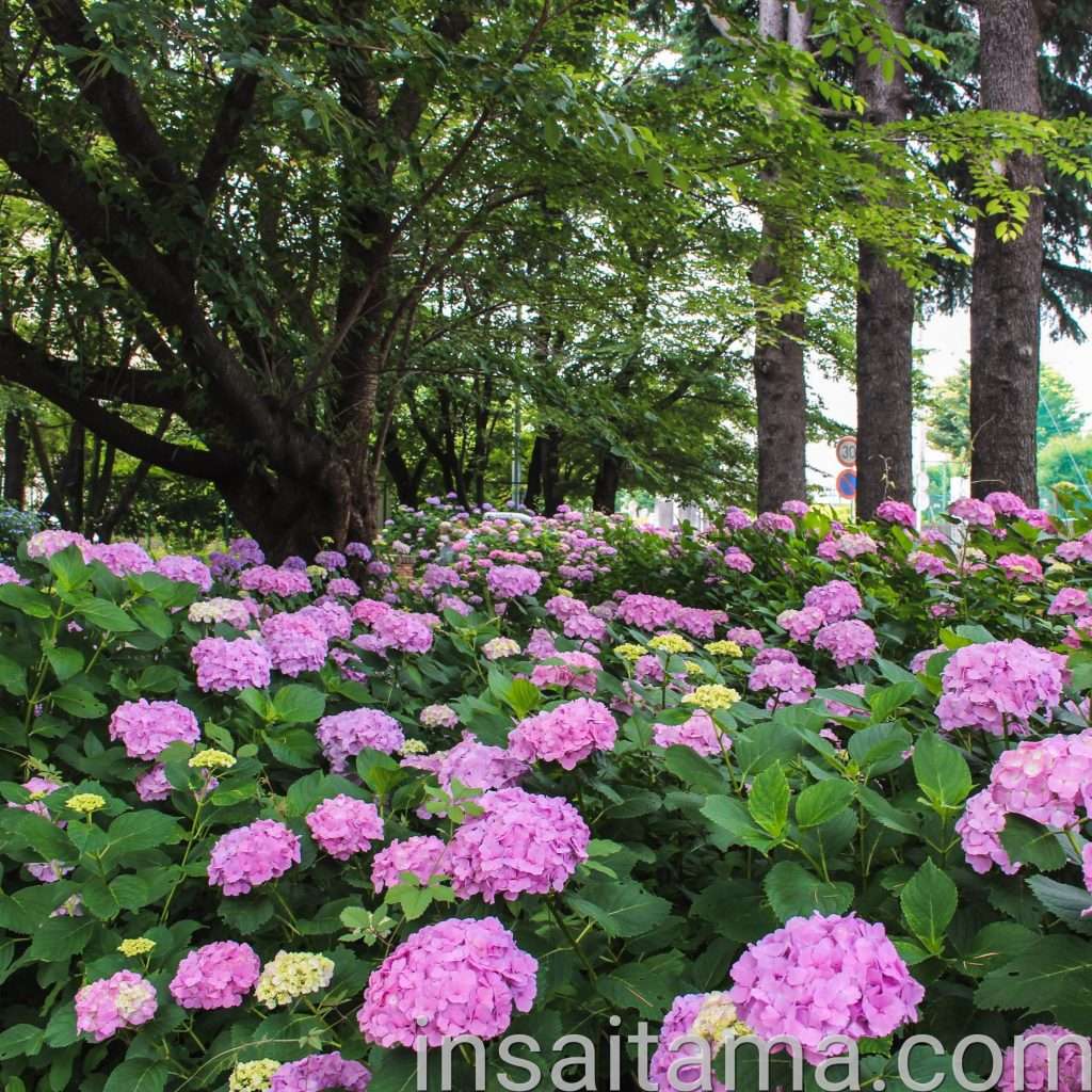 hydrangea at Sai no mori park