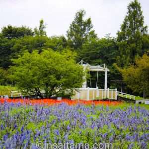 Blue and red salvia with a yaezakura in green at Omiya Hana no Oka