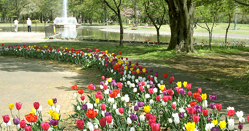 Tulips at Sainomori Park