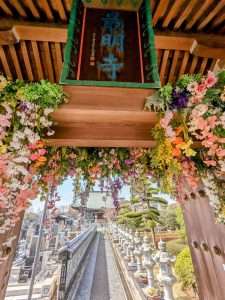 Saimyouji Temple new flower spot March 2023