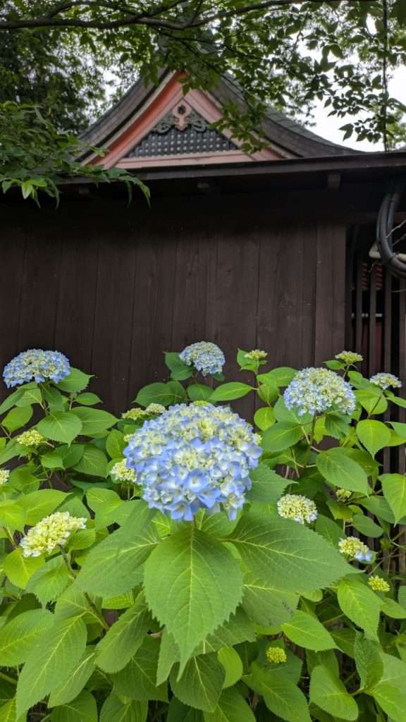 Hydrangea at Kawagoe Hikawa Shrine