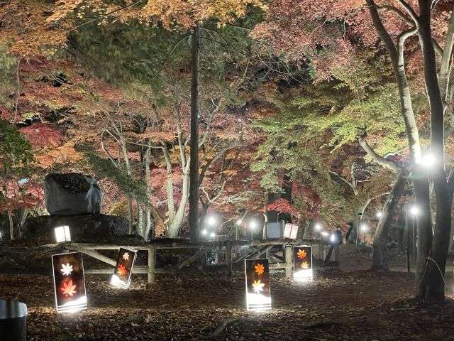 Nagatoro Autumn leaves light up Tsuki no Ishi Momiji Park