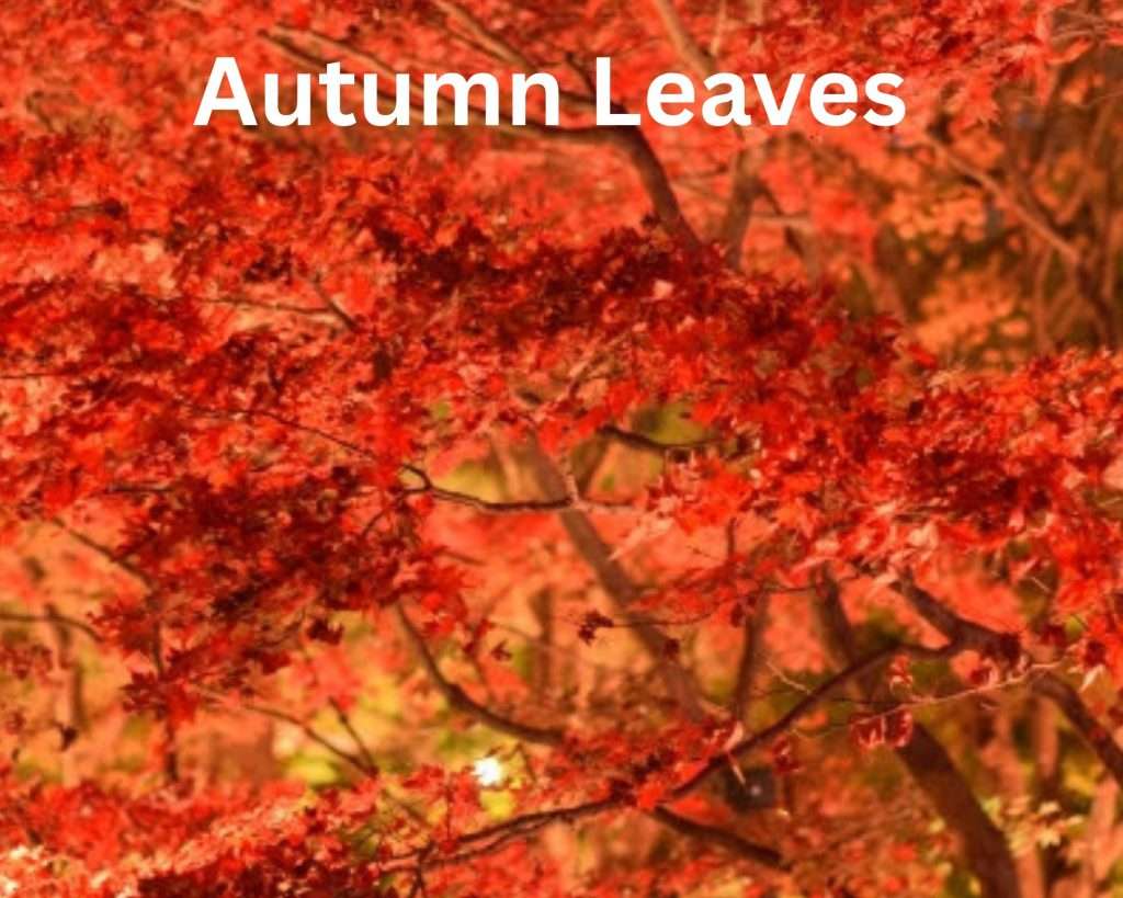 Autumn Leaves November events in Saitama